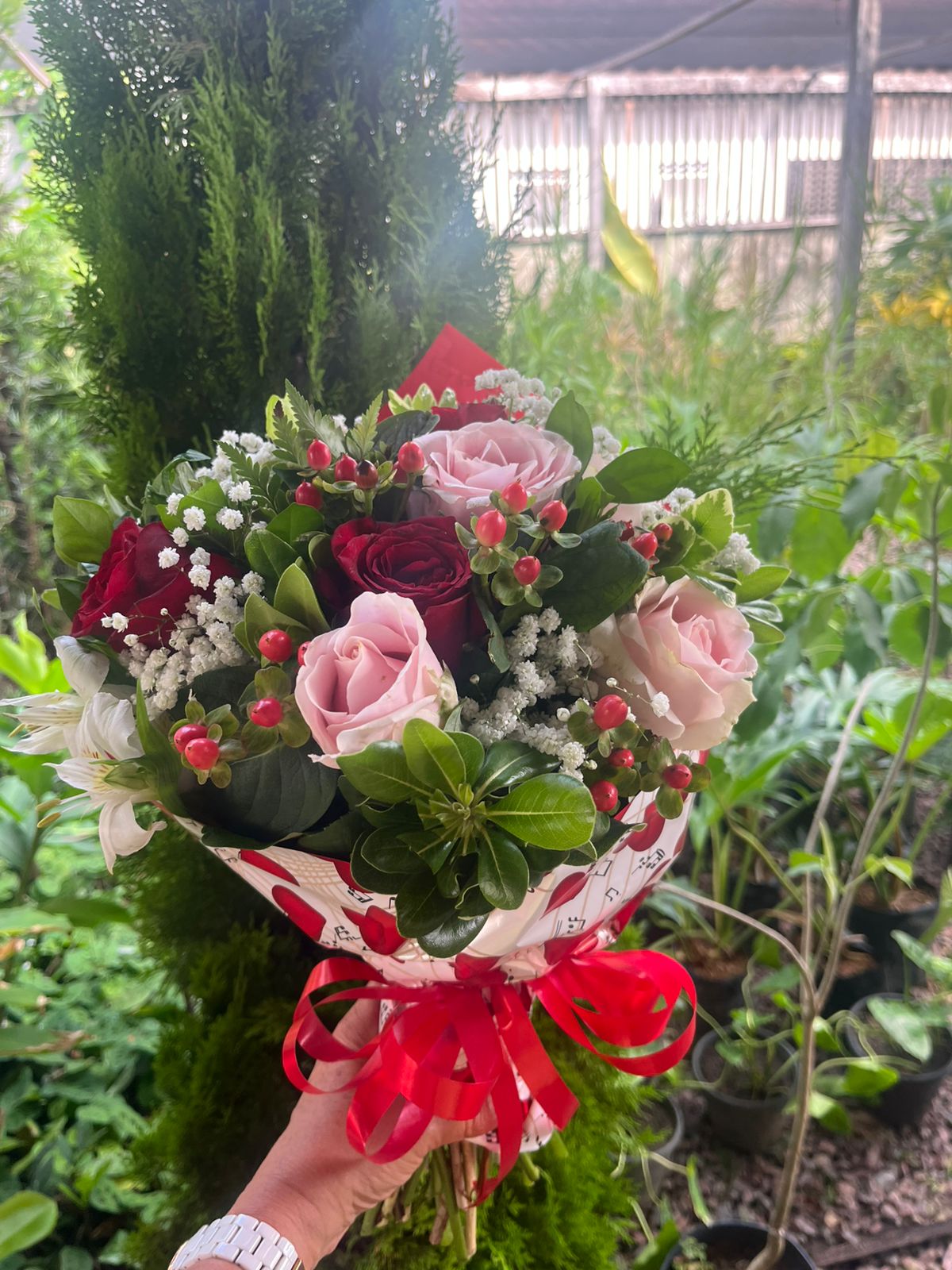 Pimenteiras ornamentais